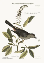O Gato-Pássaro, 1749-73